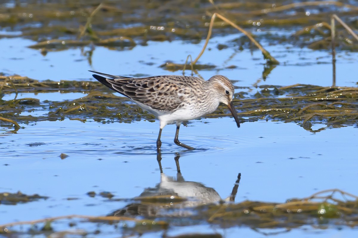 White-rumped Sandpiper - ML620146582