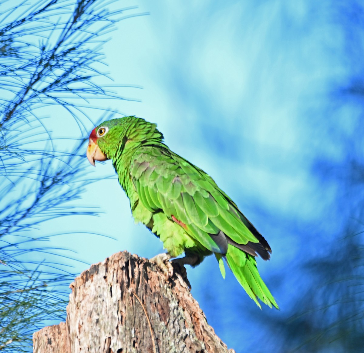Red-crowned Parrot - ML620146584