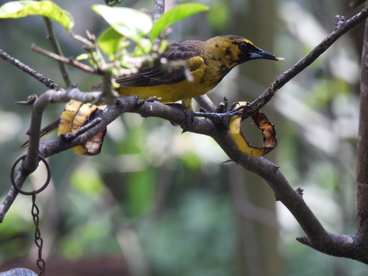 Black-vented Oriole - ML620146586