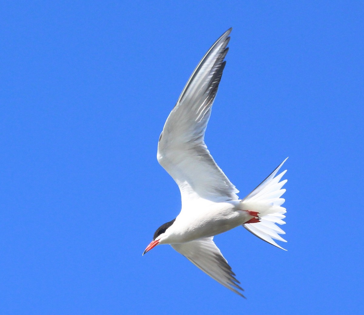 Common Tern - ML620146587