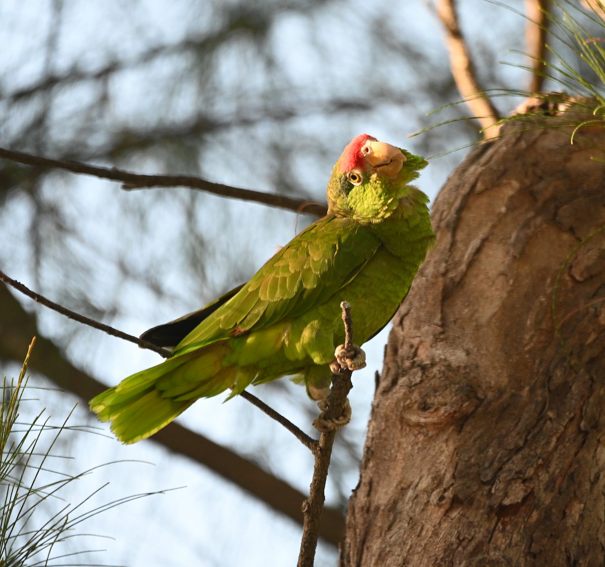 Red-crowned Parrot - ML620146590