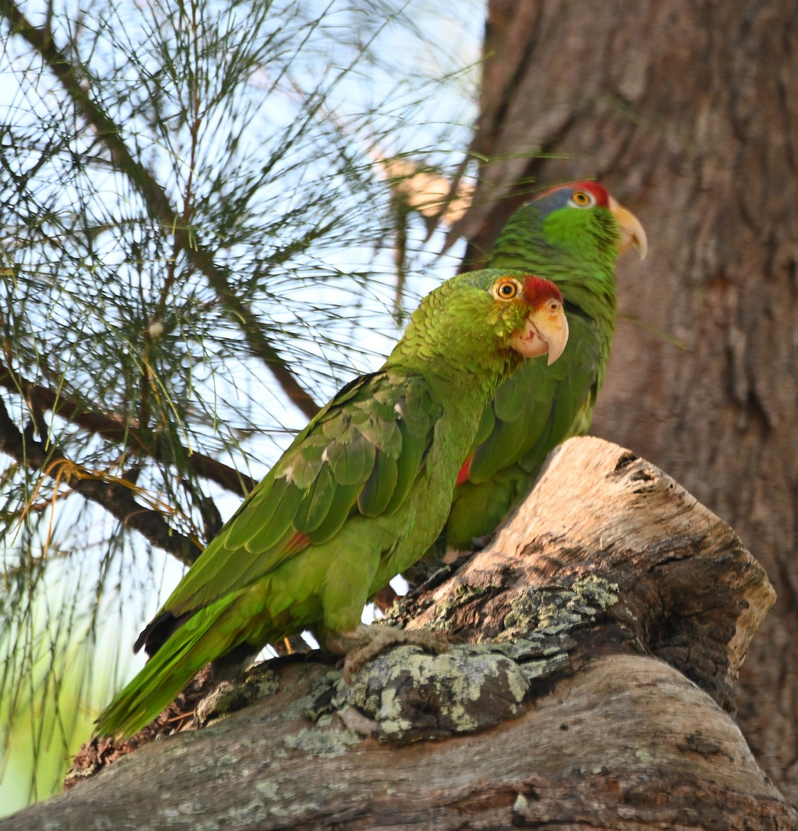 Red-crowned Parrot - ML620146591