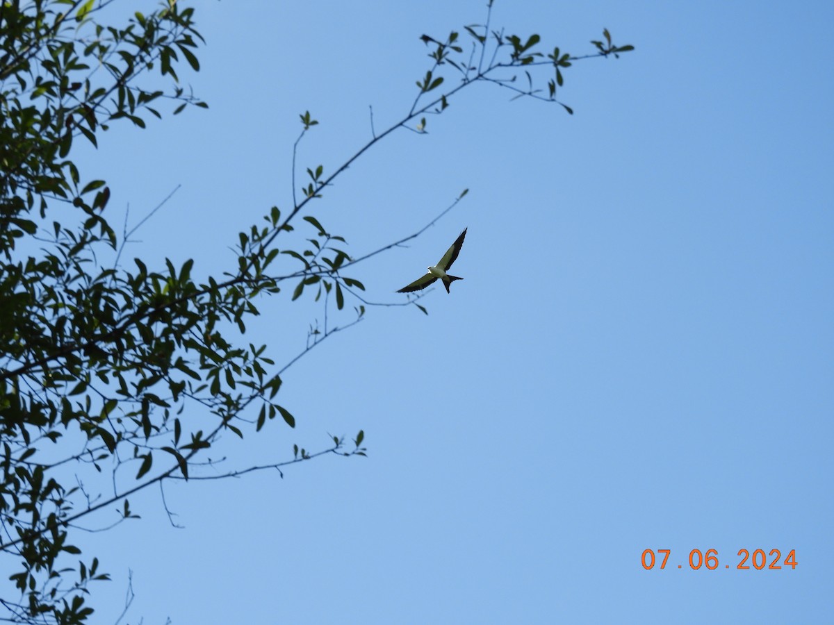 Swallow-tailed Kite - ML620146604
