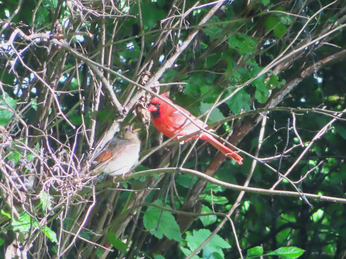 Northern Cardinal - ML620146605