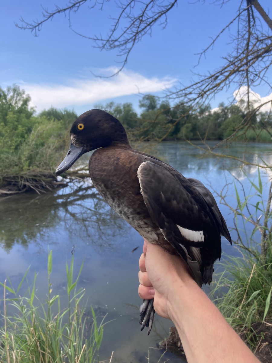 Tufted Duck - ML620146606