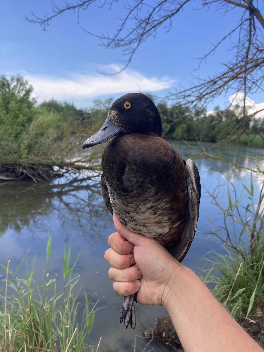 Tufted Duck - ML620146608