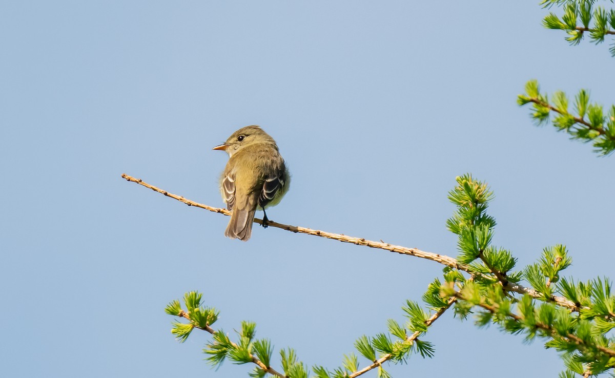 Alder Flycatcher - ML620146613