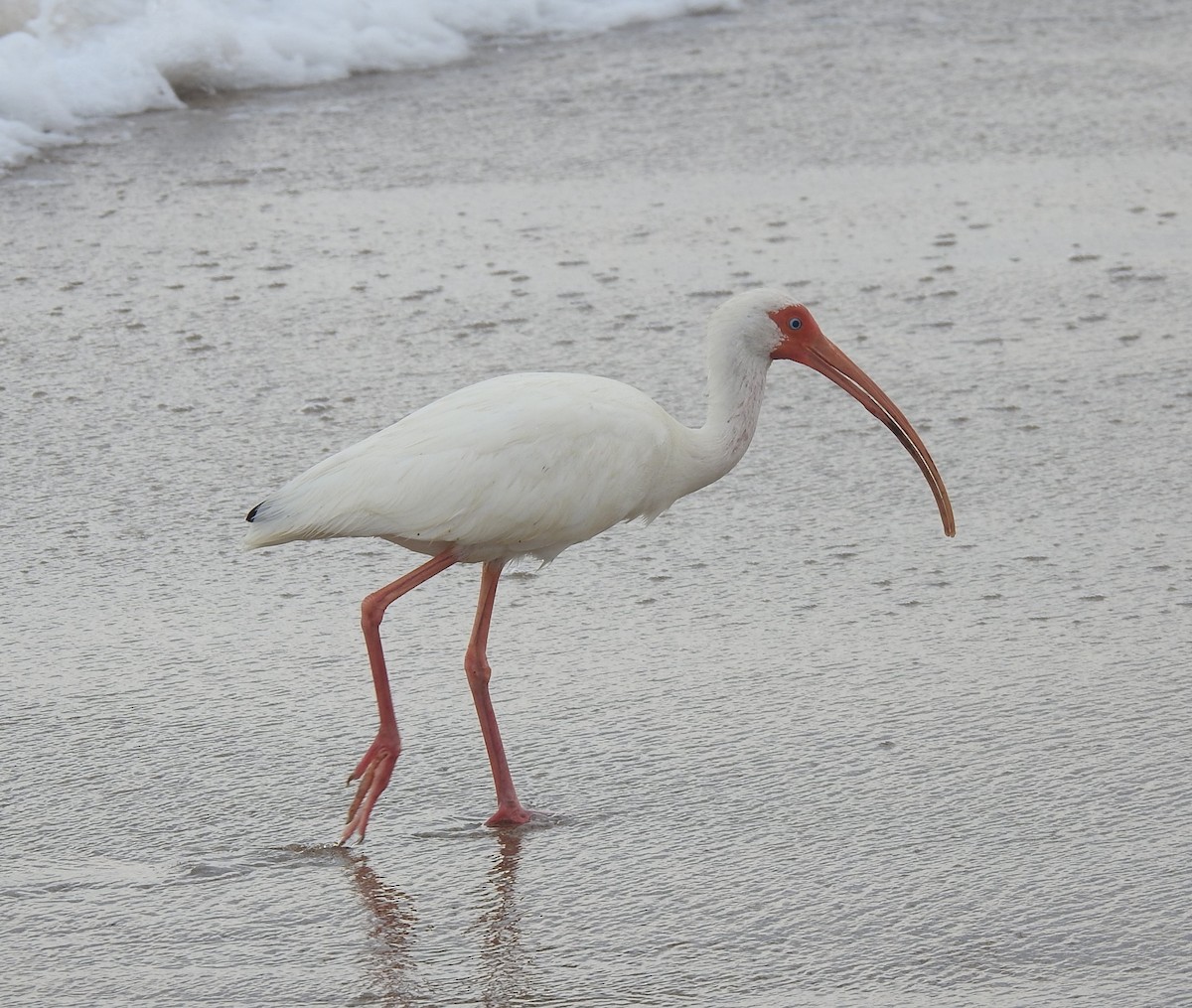 ibis bílý - ML620146617