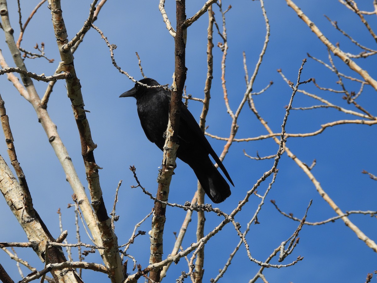 American Crow - ML620146626