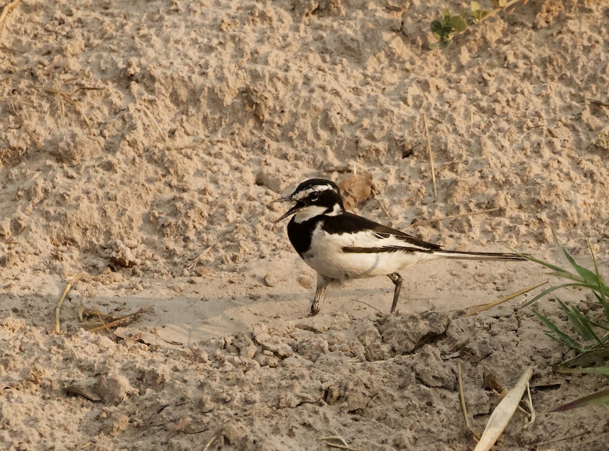African Pied Wagtail - ML620146631