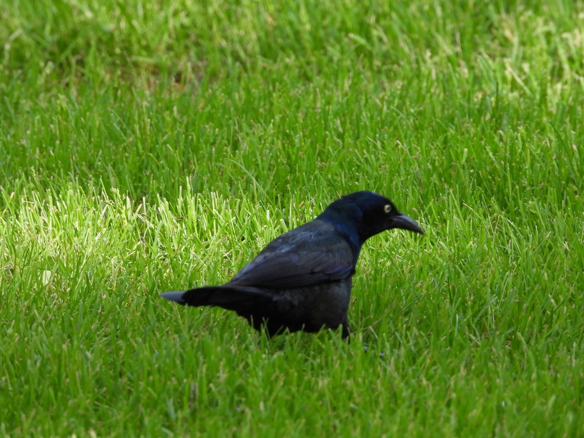 Common Grackle - ML620146636