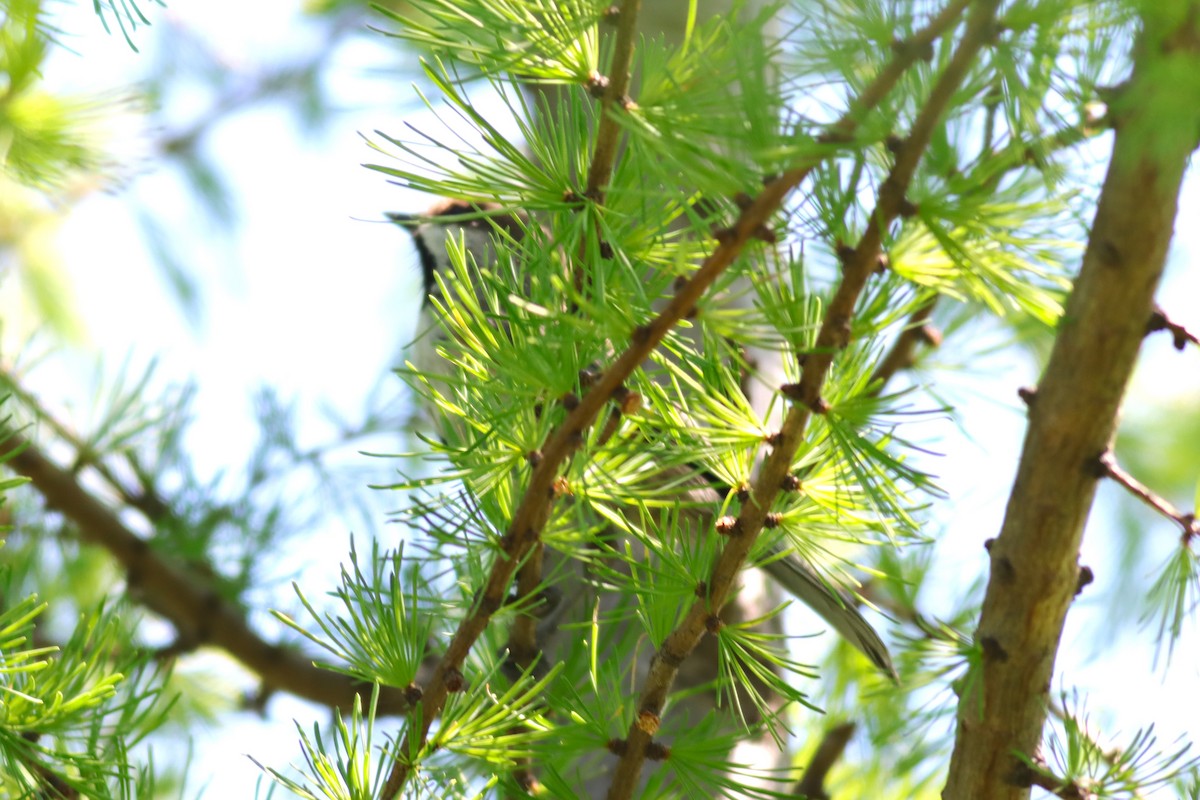 Boreal Chickadee - ML620146645