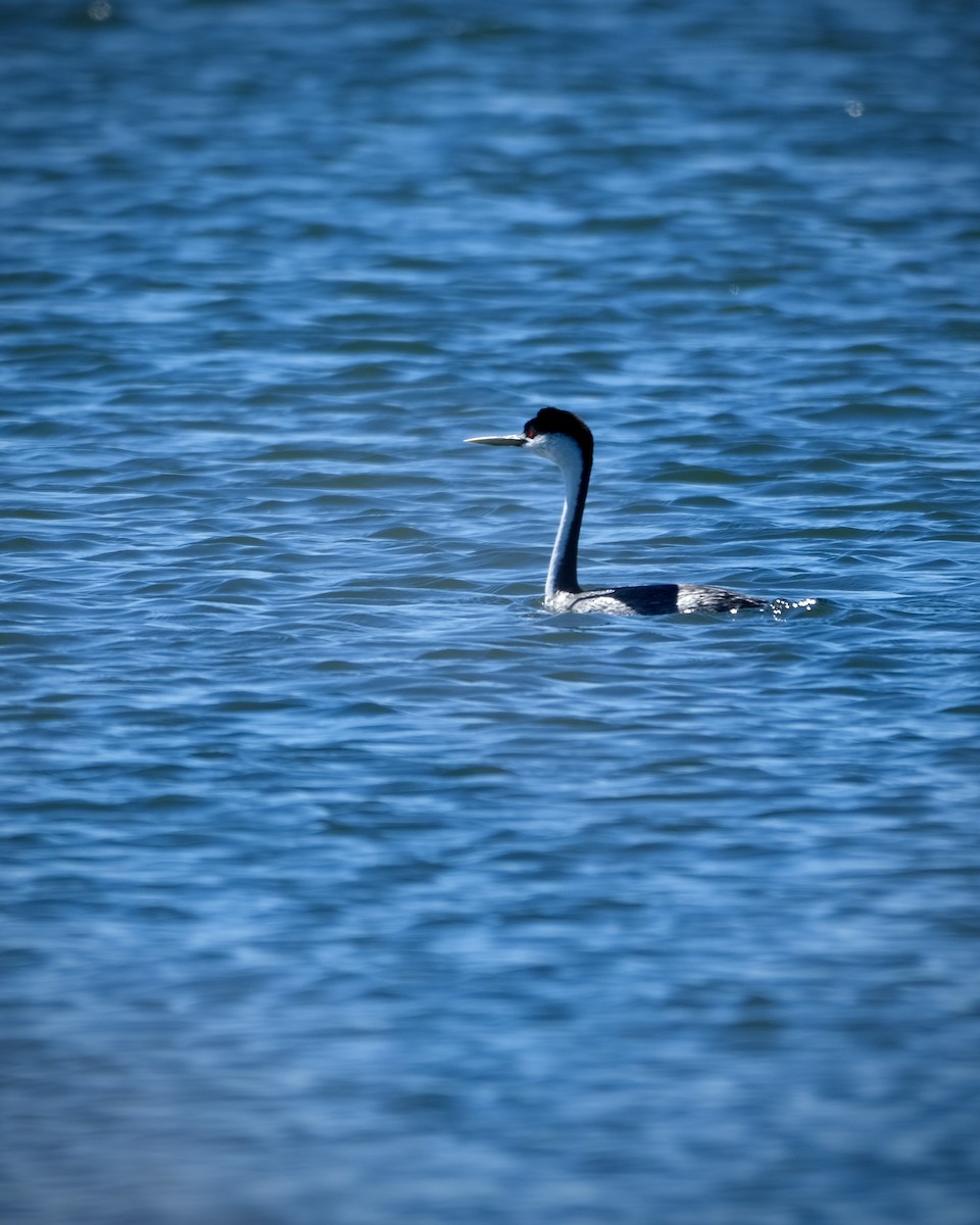 Western Grebe - ML620146653