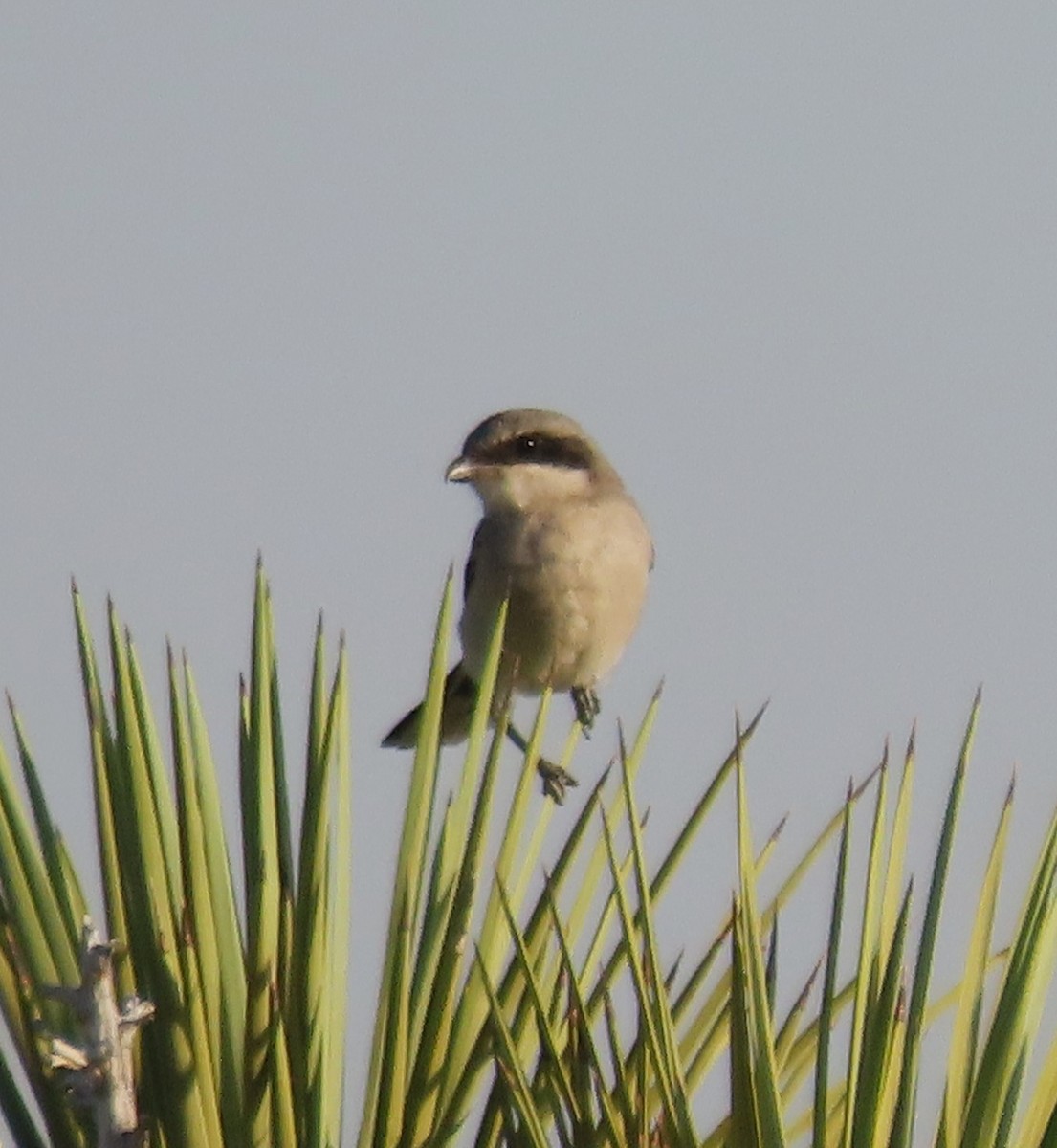 Loggerhead Shrike - ML620146656