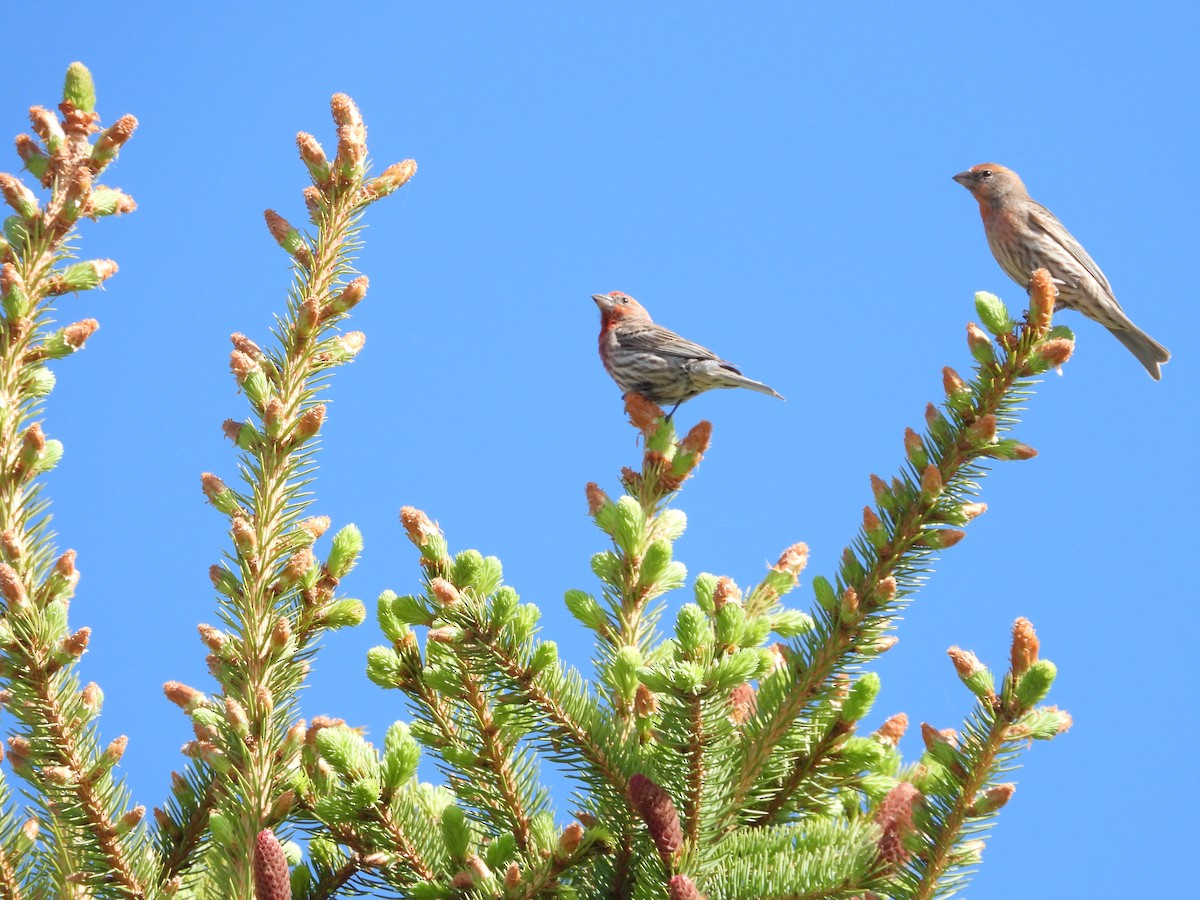 House Finch - ML620146658