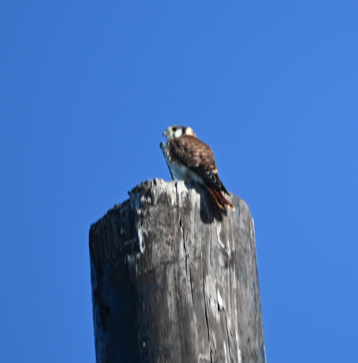 American Kestrel (Southeastern) - ML620146666