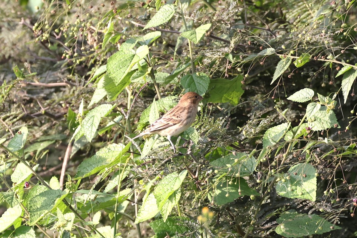 Chestnut-throated Seedeater - ML620146669