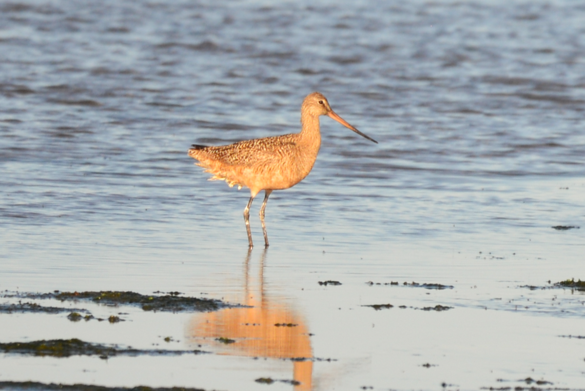 Marbled Godwit - ML620146674