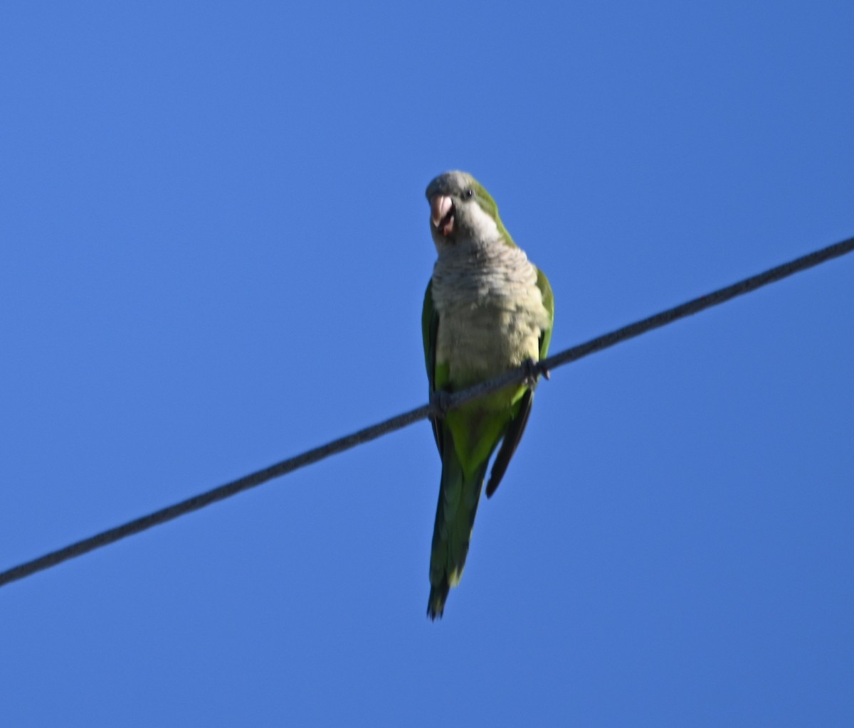 Monk Parakeet - Paula Gatrell