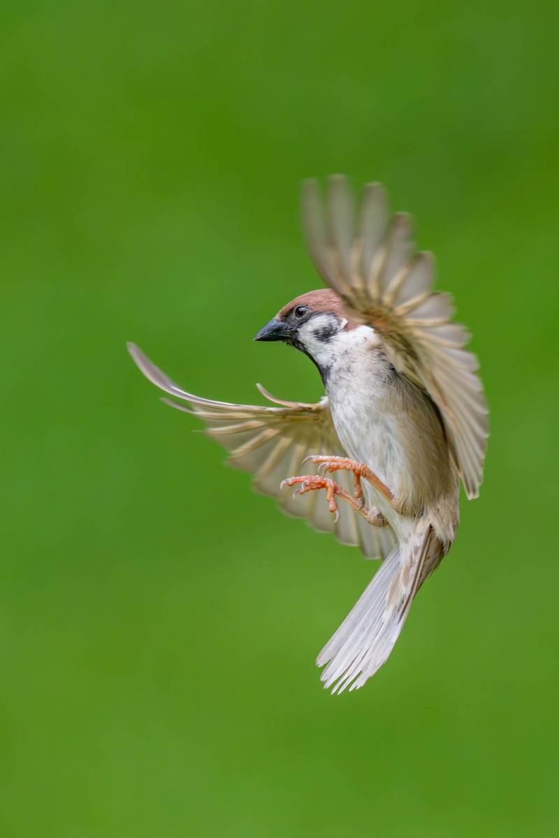 Eurasian Tree Sparrow - ML620146681