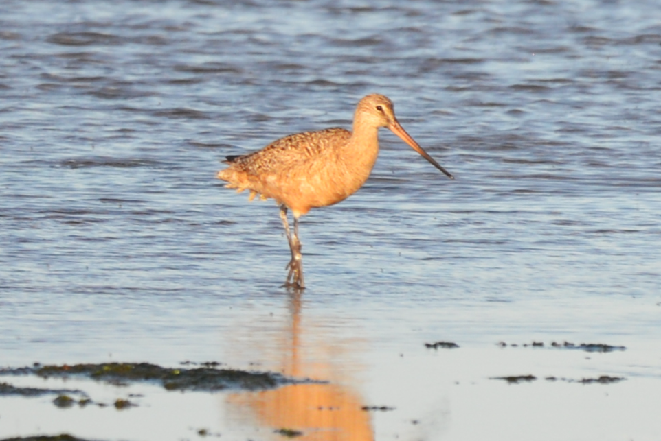 Marbled Godwit - ML620146687