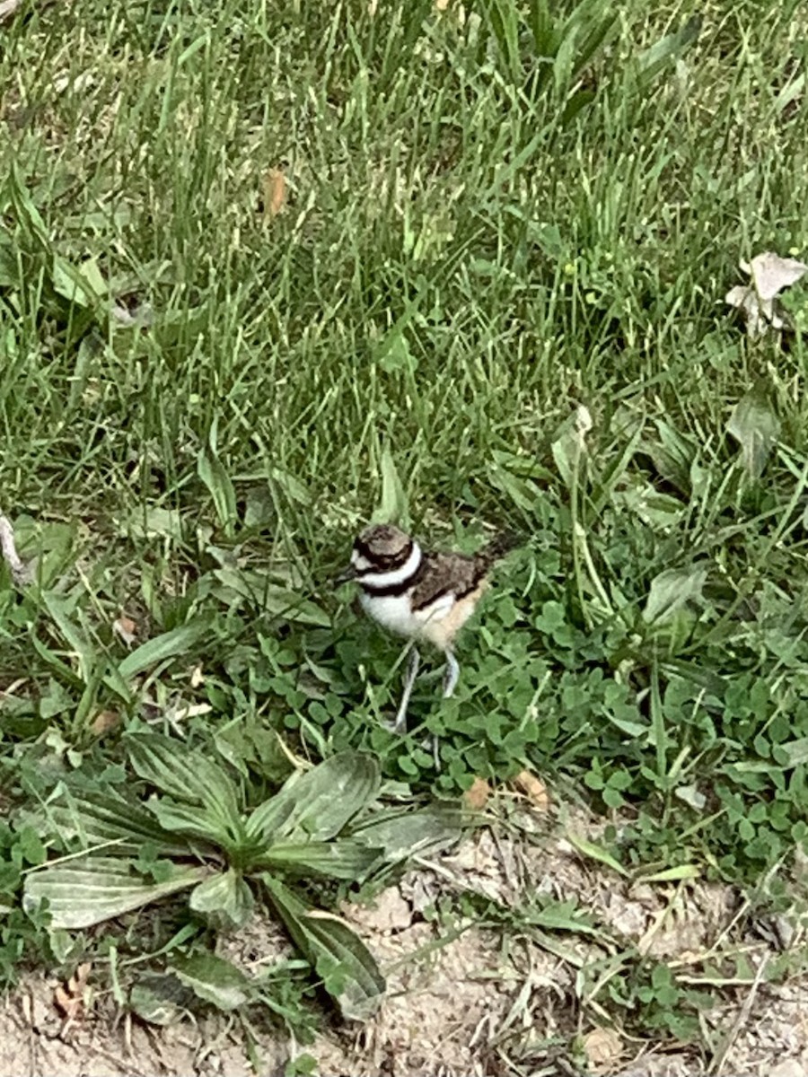 Killdeer - Sarah Romero