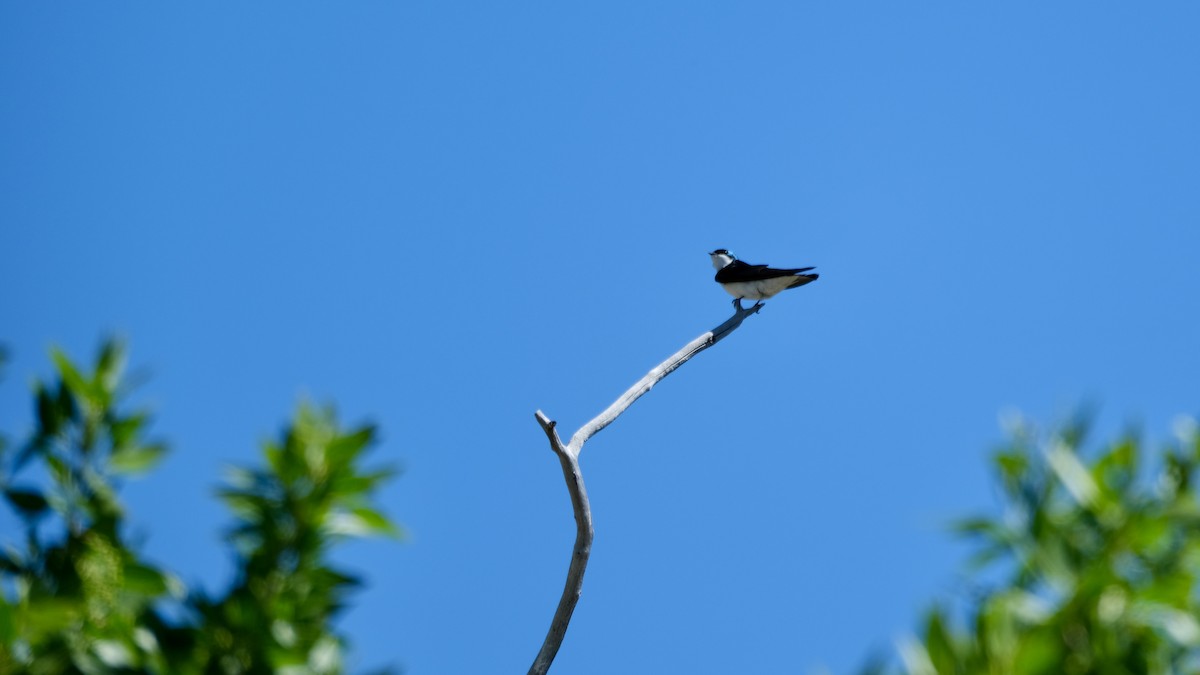 Tree Swallow - ML620146697