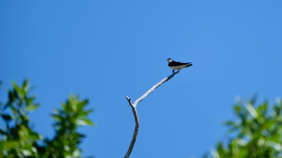 Golondrina Bicolor - ML620146697