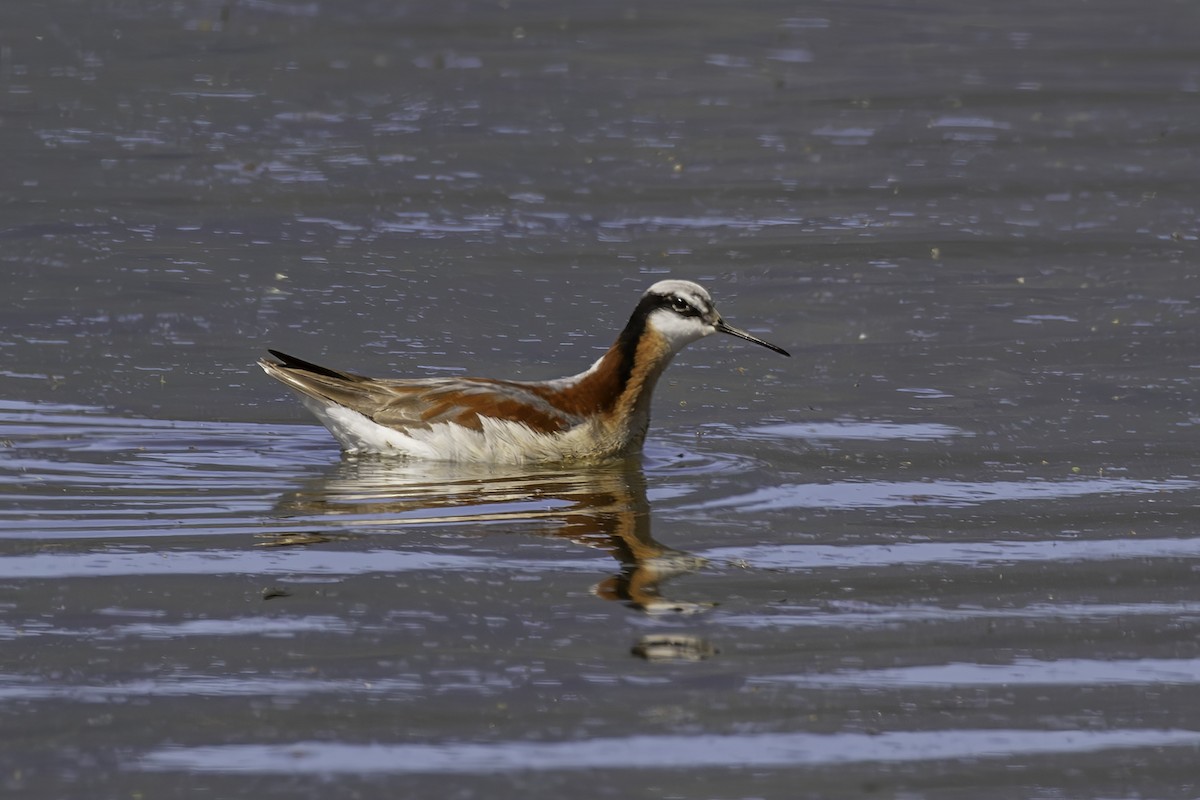 hvithalesvømmesnipe - ML620146700