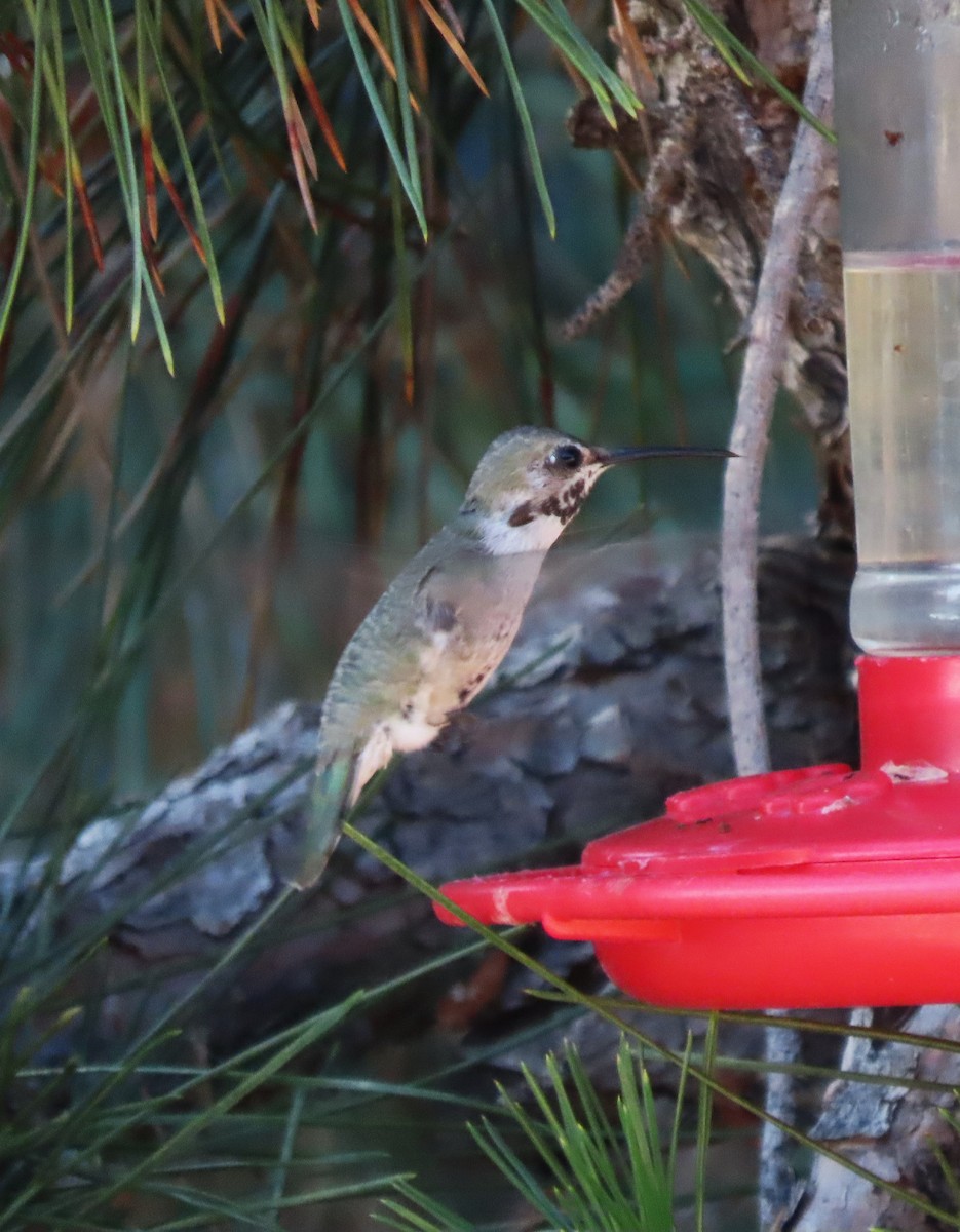 Costa's Hummingbird - ML620146704