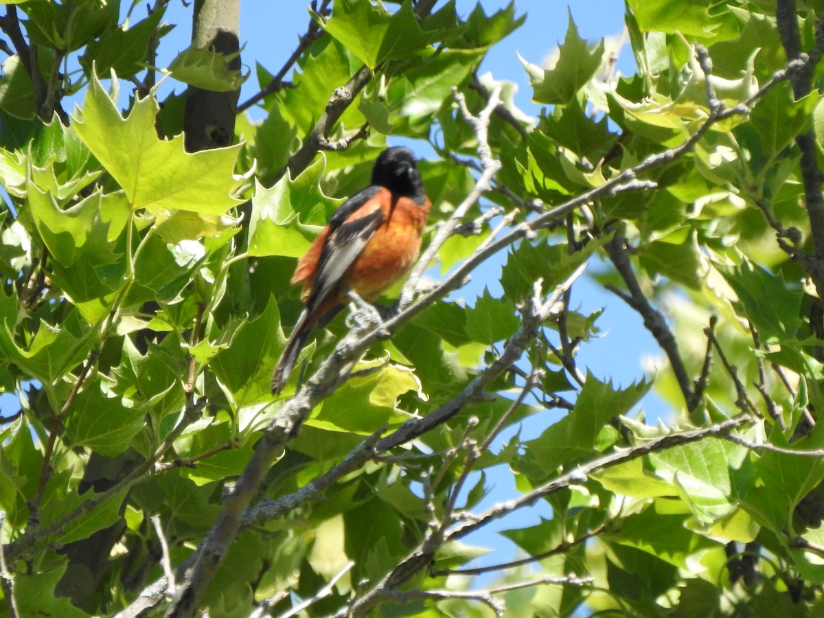 Orchard Oriole - ML620146716
