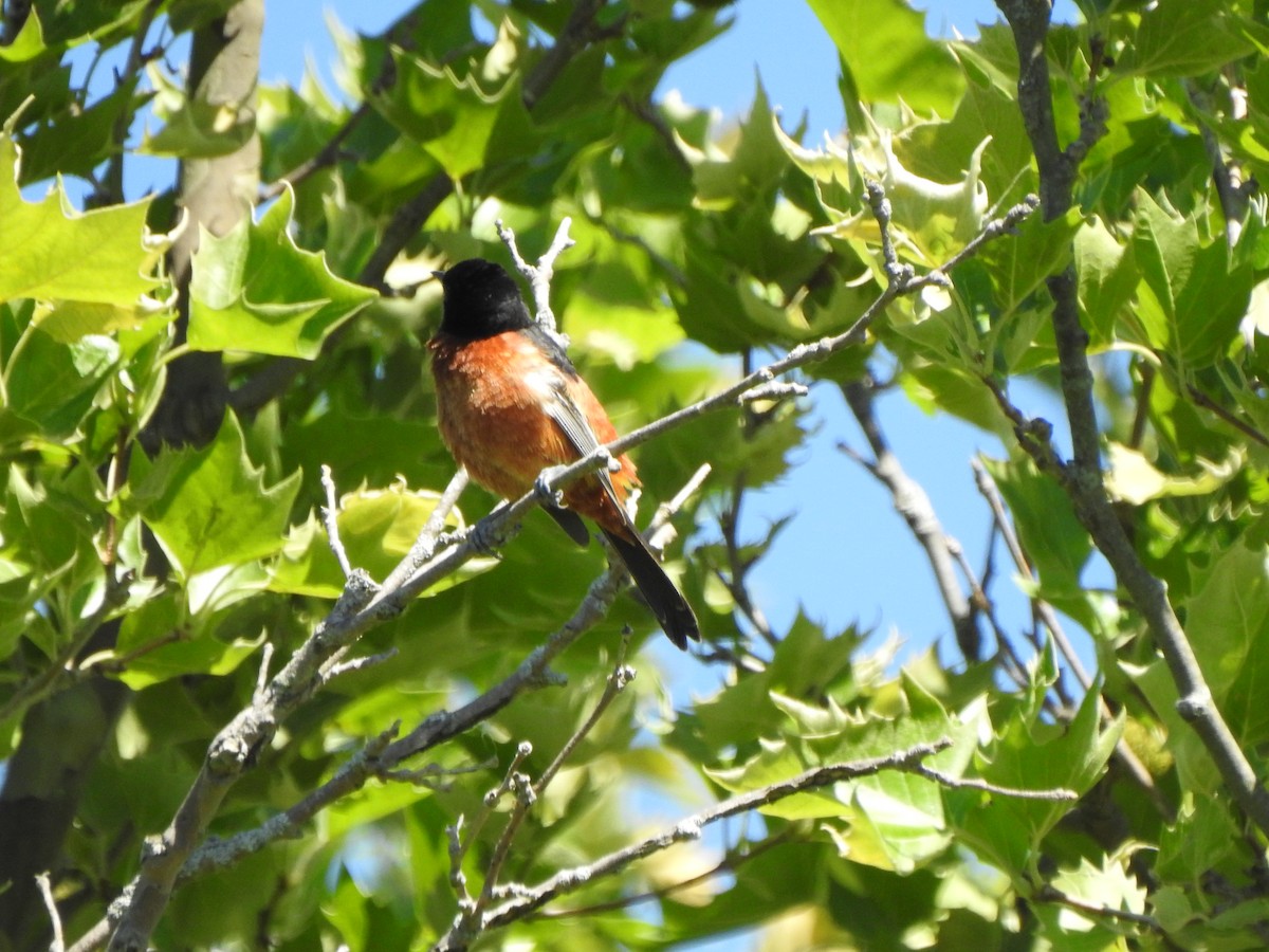 Orchard Oriole - ML620146717