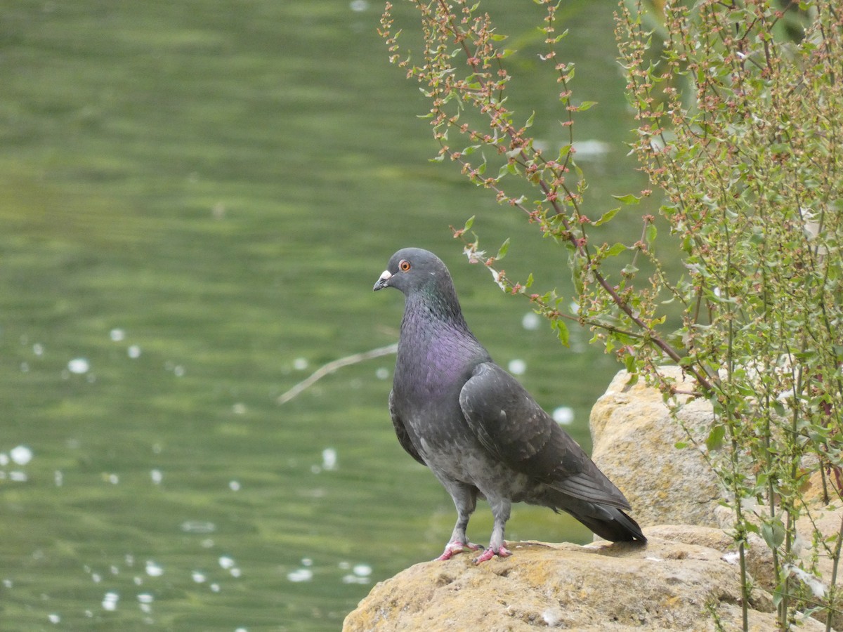 Rock Pigeon (Feral Pigeon) - ML620146720