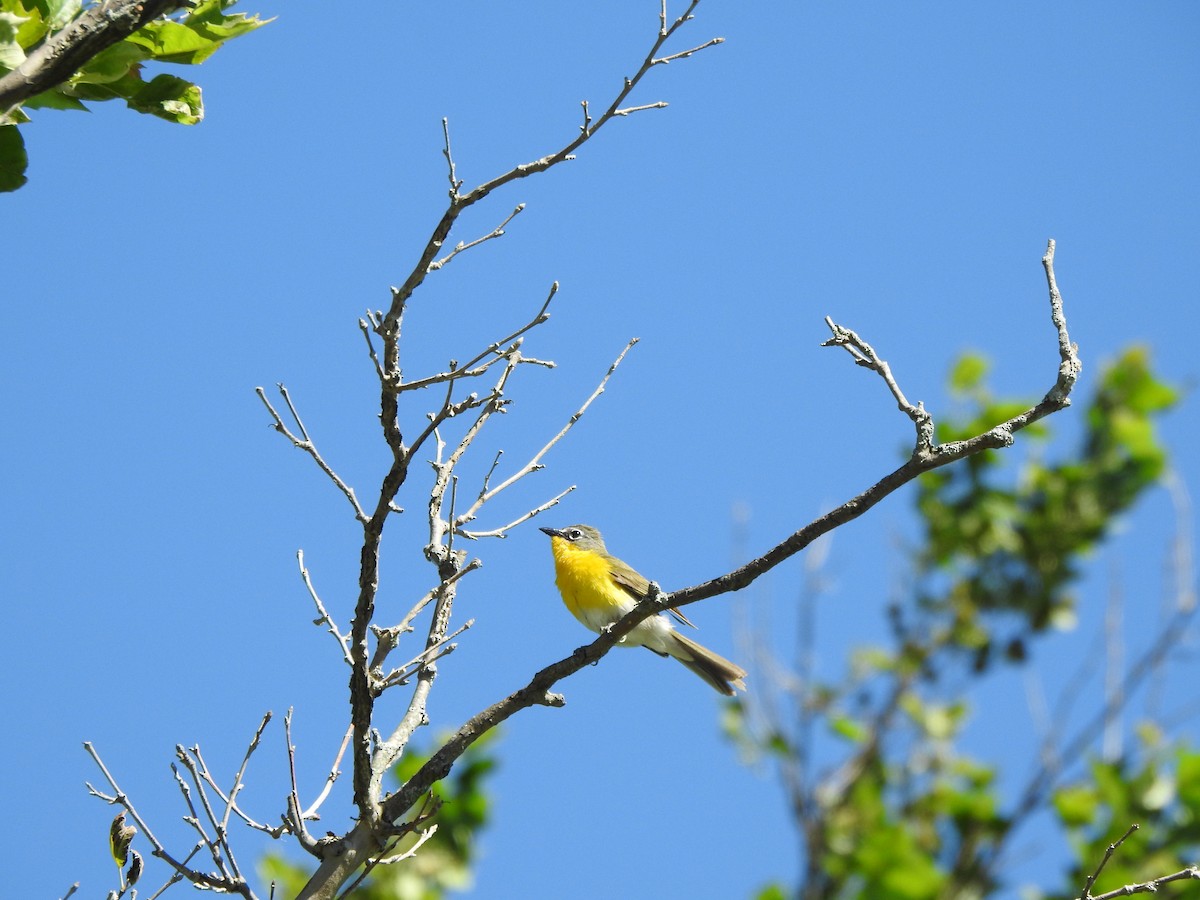 Yellow-breasted Chat - ML620146725
