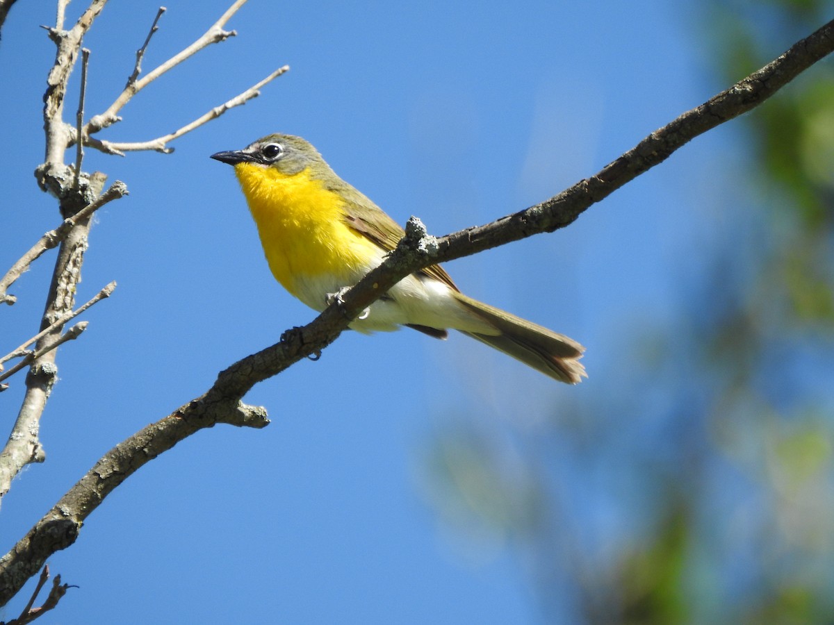 Yellow-breasted Chat - ML620146726