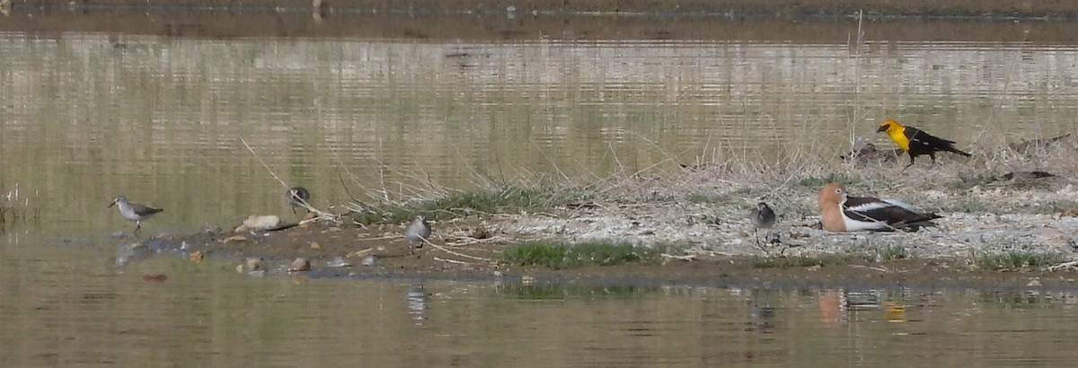 Semipalmated Sandpiper - ML620146731