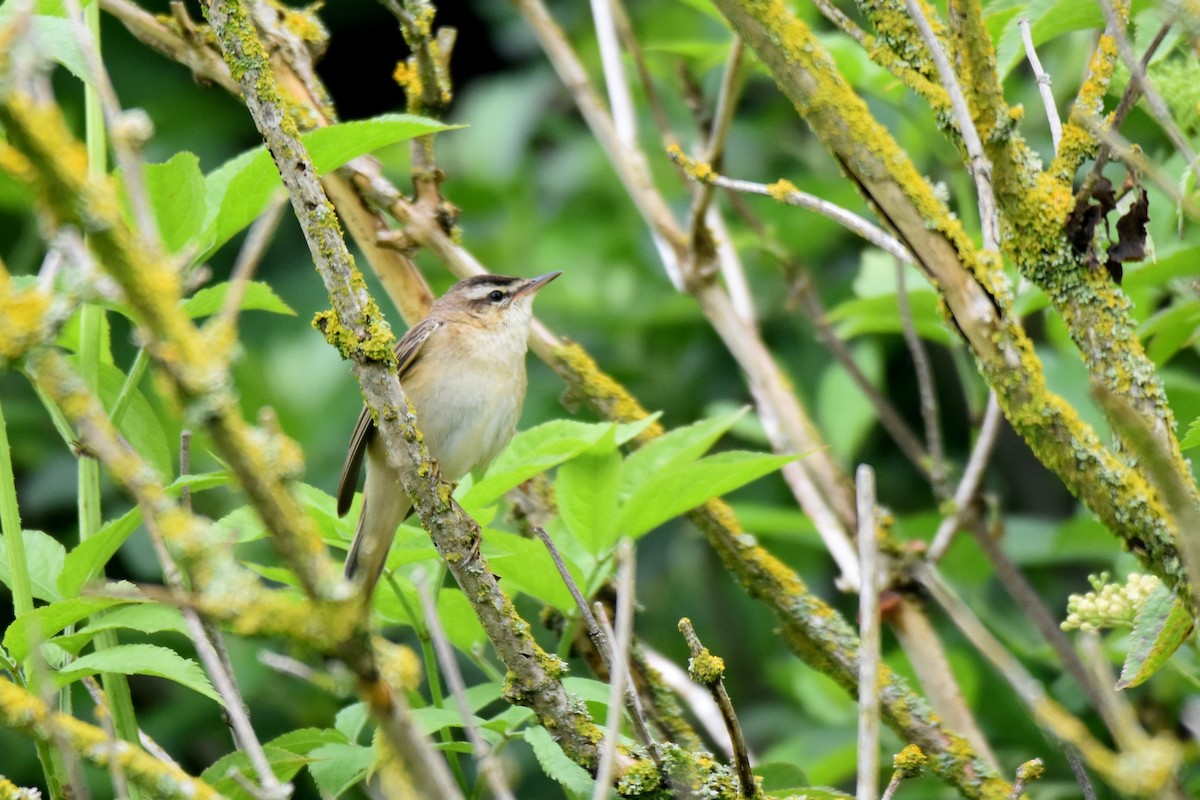 Sedge Warbler - ML620146741