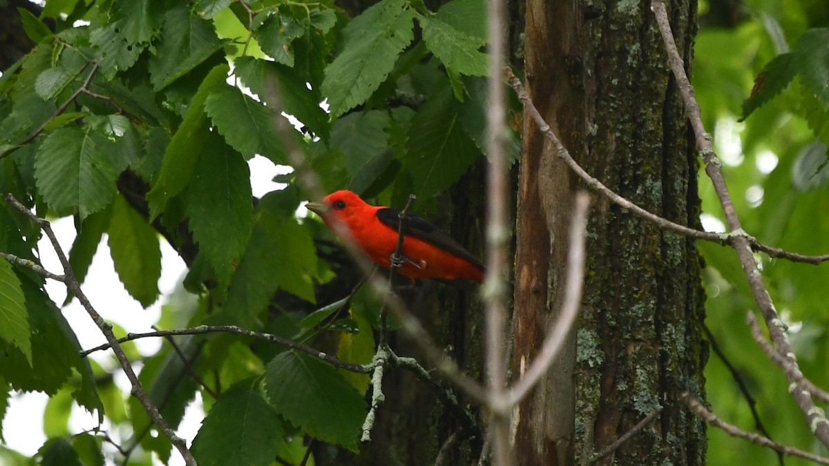 Scarlet Tanager - ML620146742