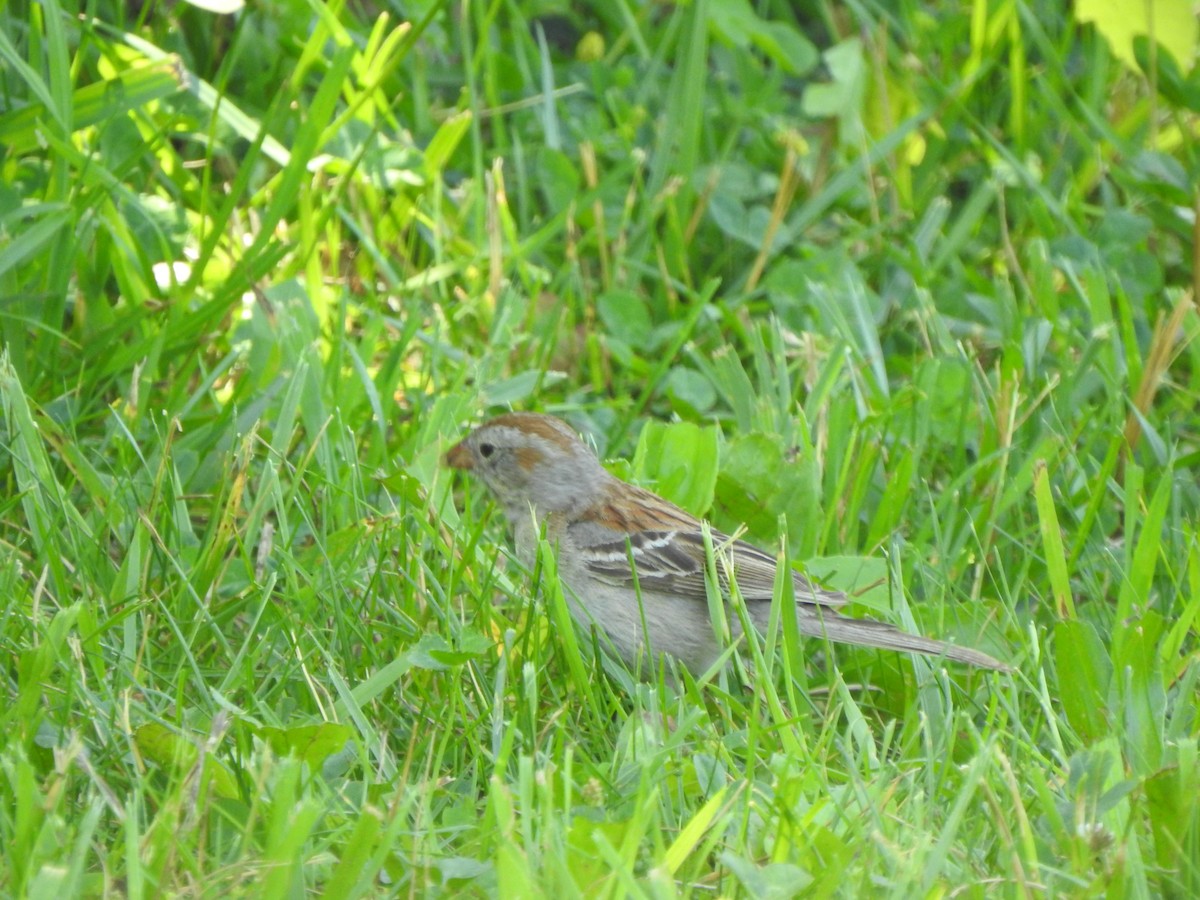 Field Sparrow - ML620146749