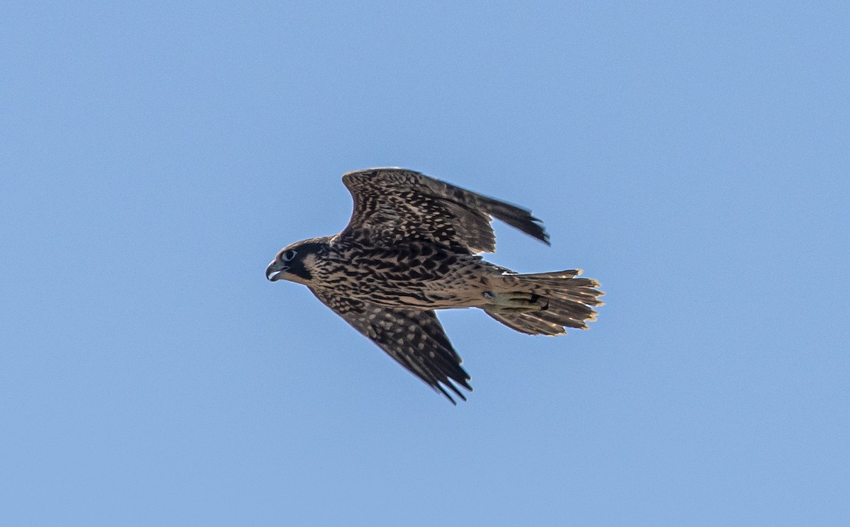 Peregrine Falcon - ML620146756