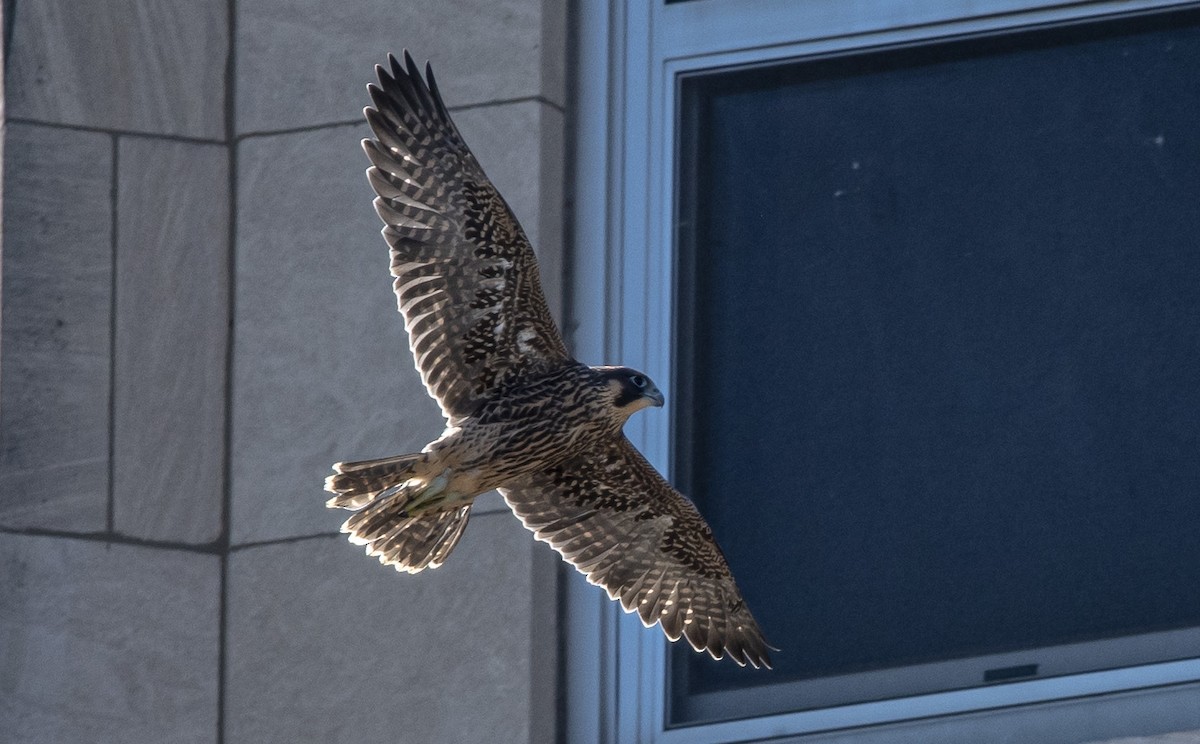 Peregrine Falcon - ML620146757