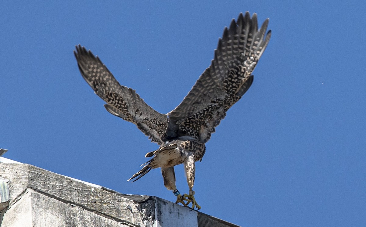 Peregrine Falcon - ML620146758