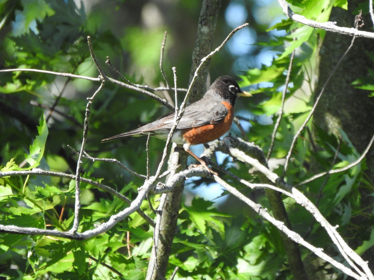 American Robin - ML620146762