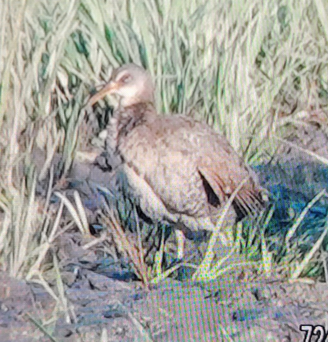 Clapper Rail - ML620146765