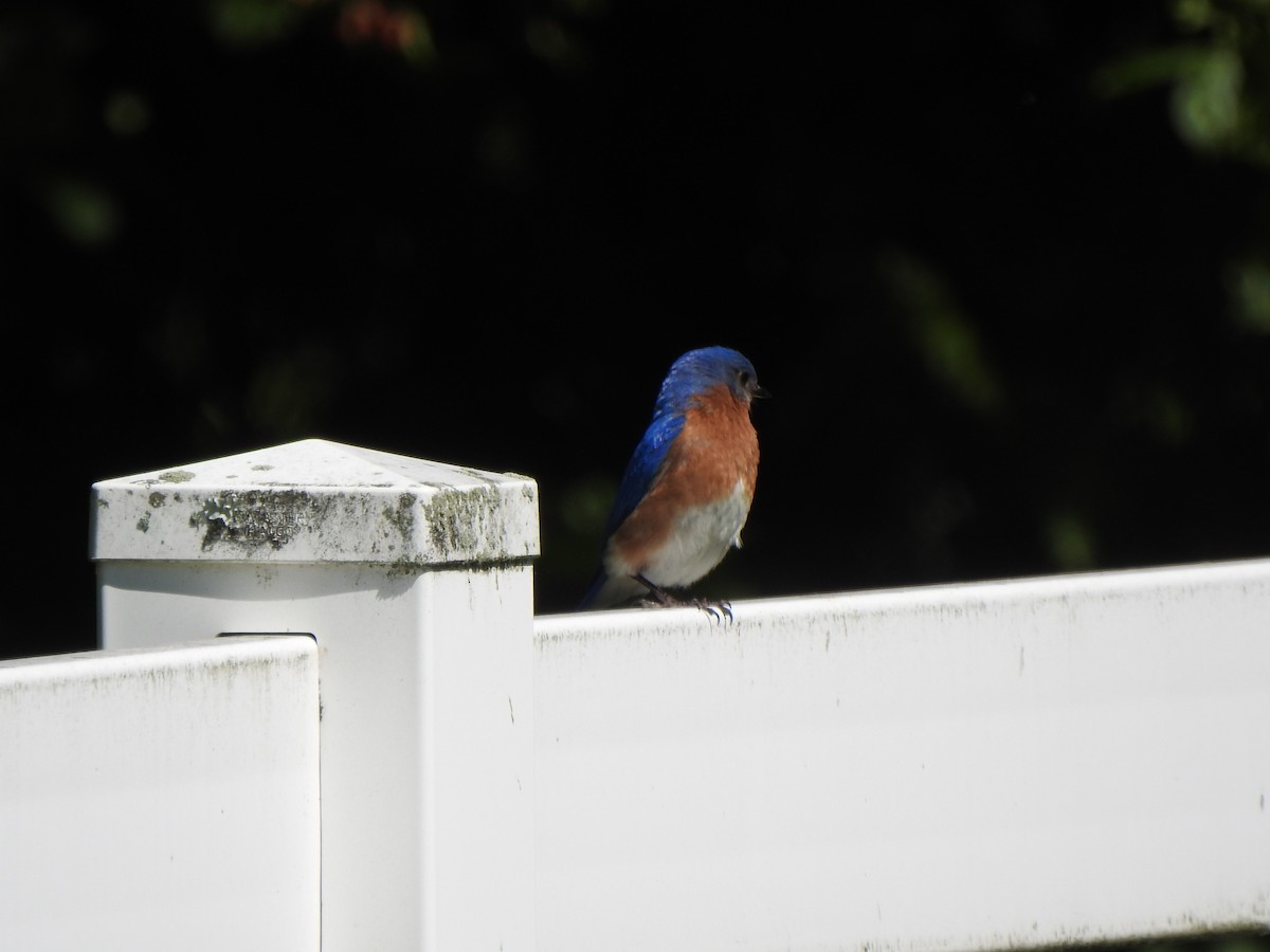 Eastern Bluebird - ML620146769