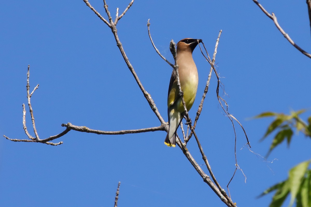 Cedar Waxwing - ML620146770