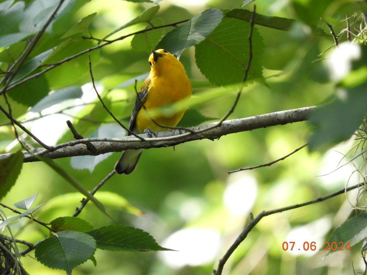 Prothonotary Warbler - ML620146789