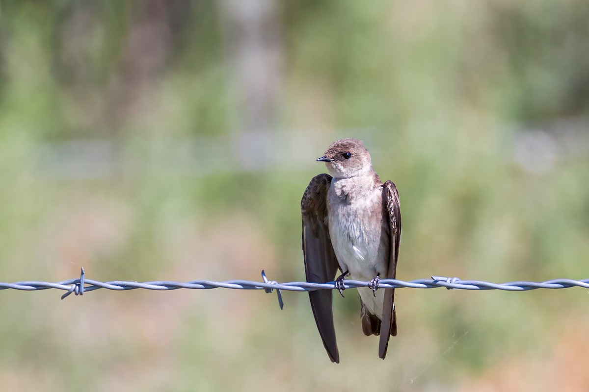 Northern Rough-winged Swallow - ML620146792