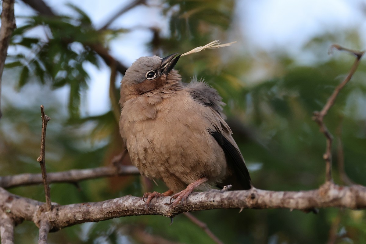 Gray-headed Social-Weaver - ML620146801