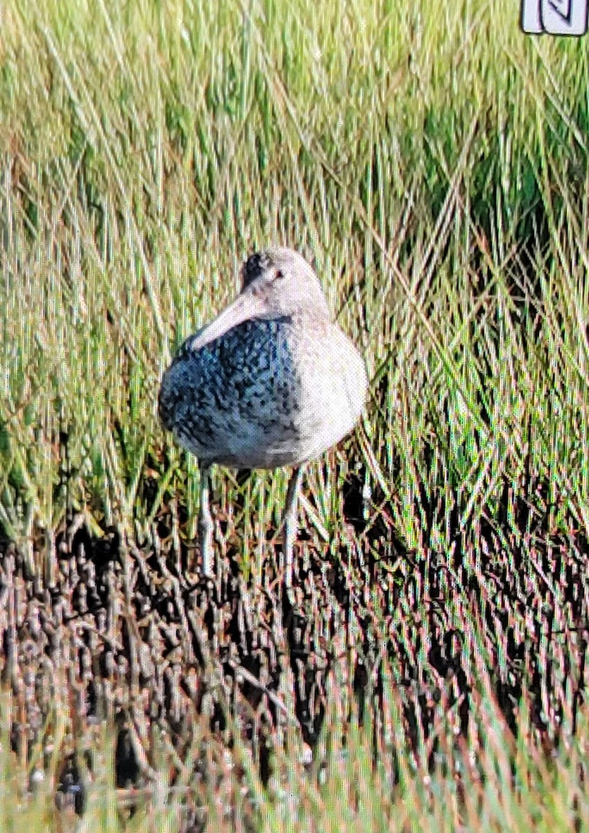 Willet - ML620146802